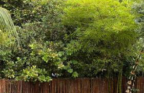 Chácara Adelly - Foto 45