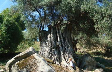 costa di sognu - Foto 13