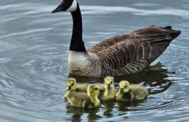 Aylesbury Lodge - Foto 25