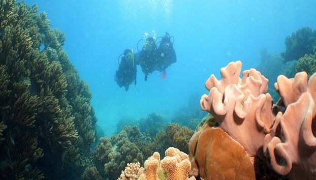 Cruzeiro Ocean Spirit Michaelmas Cay - Foto 4