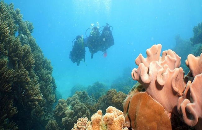 Cruzeiro Ocean Spirit Michaelmas Cay - Foto 4