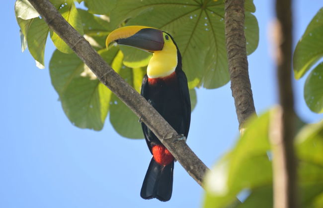 Casa Vida Verde - Foto 33