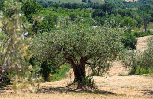 Agriturismo Torre Gialluise - Photo 8