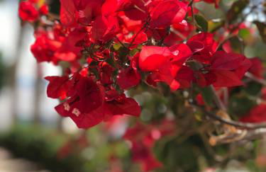 Cala Apartamentos - Photo 15