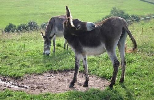 Chalet in Reinskopf With Fireplace - Foto 20