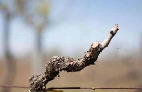 Palazzo Tronconi agriturismo - Foto 14