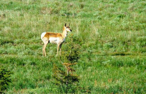 Cozy Cora Studio Cabin with Wind River Mtn Views - Photo 27