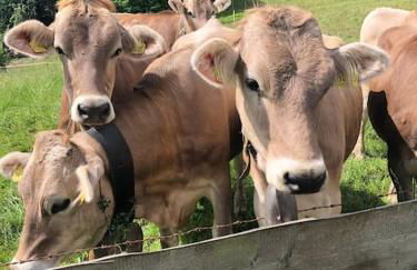 Nagelfluh Hüs - Foto 14