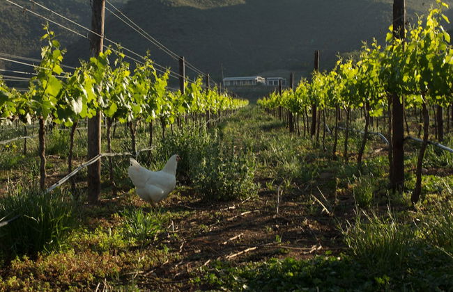 De Kombuys Estate - Foto 5