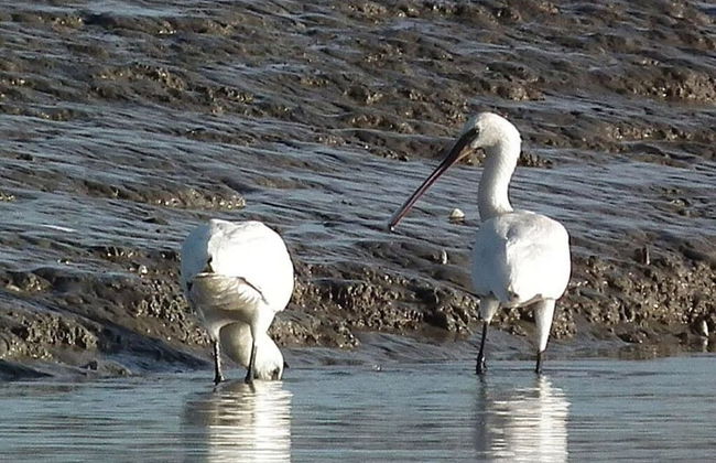 Holiday Home Bruning - Foto 13