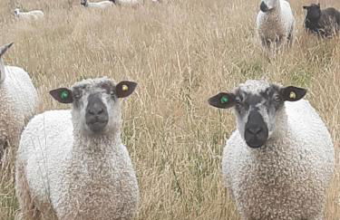 Springbank Cabin - Foto 2