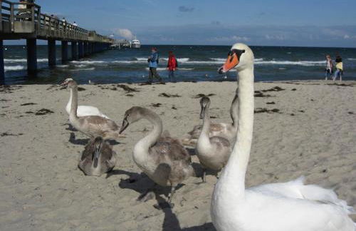Ferienhaus in der Naehe der Ostsee - Foto 32