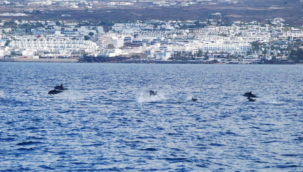 Whale & Dolphin Watching in Puerto Calero - Foto 5
