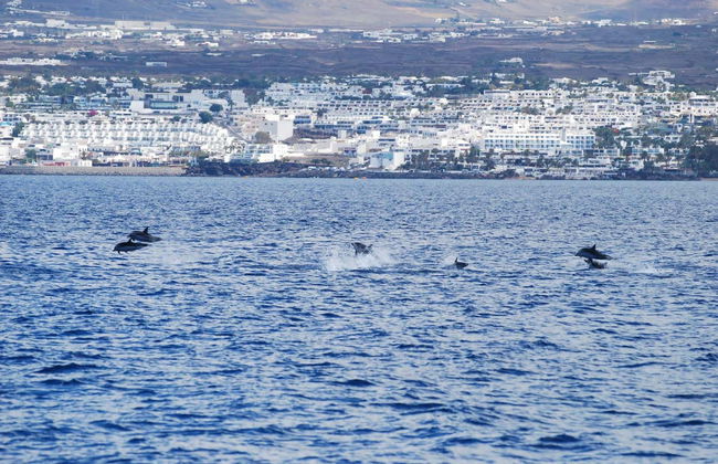 Whale & Dolphin Watching in Puerto Calero - Photo 5