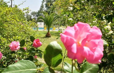 Monte Da Serralheira Agro Turismo - Foto 71