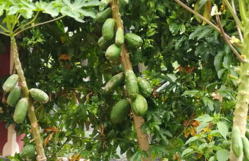 Villa Formosa - Foto 35