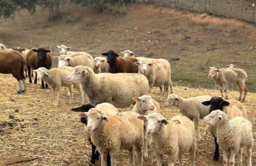 Herdade do Serra - Foto 36