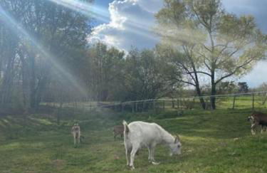 Location maison Mirambeau - 17150 - Foto 22