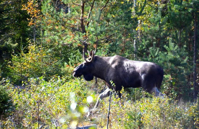 Finnskogen Turistsenter - Photo 16