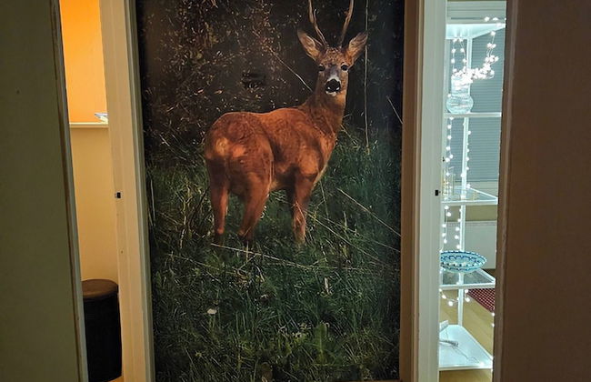 Carelian Pearl - House in Ilomantsi, Eastern Finland - Foto 34