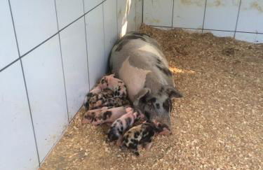 Hotel Fazenda Vale Amanhecer - Photo 132