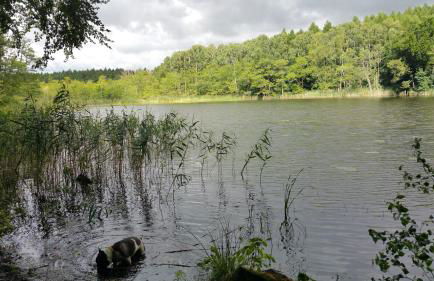 Haus an der Pferdekoppel am Blankenburger See - Photo 33