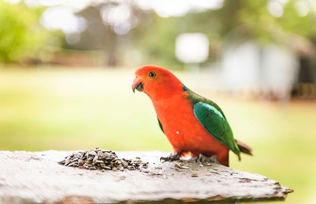 Federation Gardens & Possums Hideaway - Foto 70