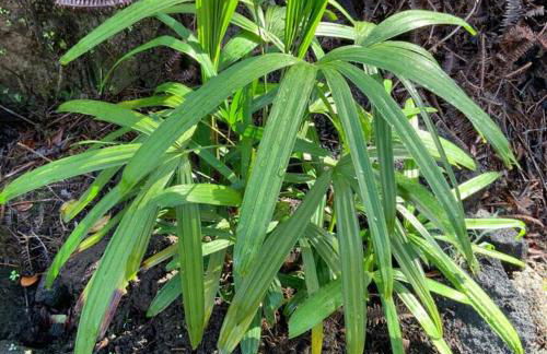 Exotic Garden cottage at amazing volcano fissure - Foto 62