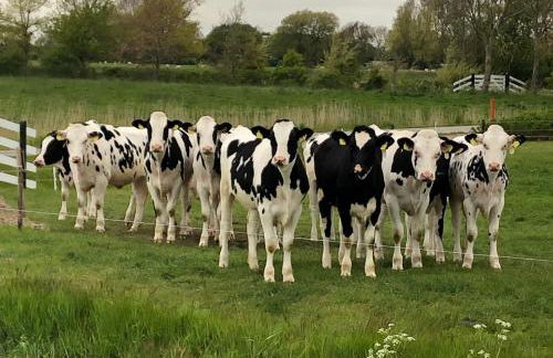 Ferienwohnung-Eidernest - Photo 25