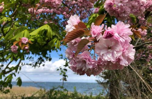 Meridiamus 1 - Ferienhäuschen in Boddennähe - Foto 13