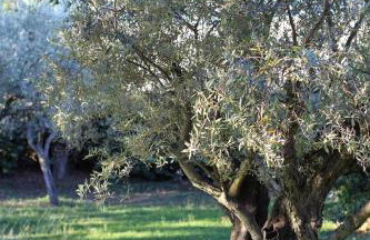 La Bergerie des Ocres, authentic & friendly villa - Foto 32