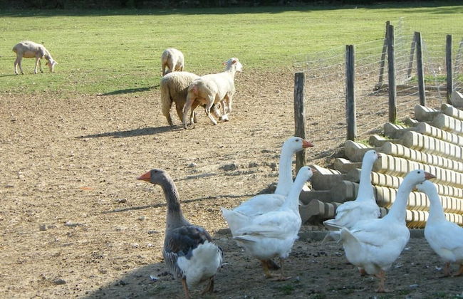 Fattoria Antica Forconia - Foto 19