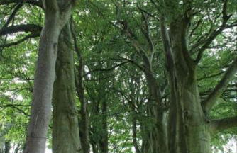 Dromore House Historic Country house - Foto 54