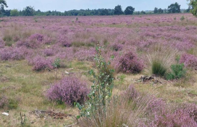 Bungalow in De Peel by Forest Retreat - Photo 24
