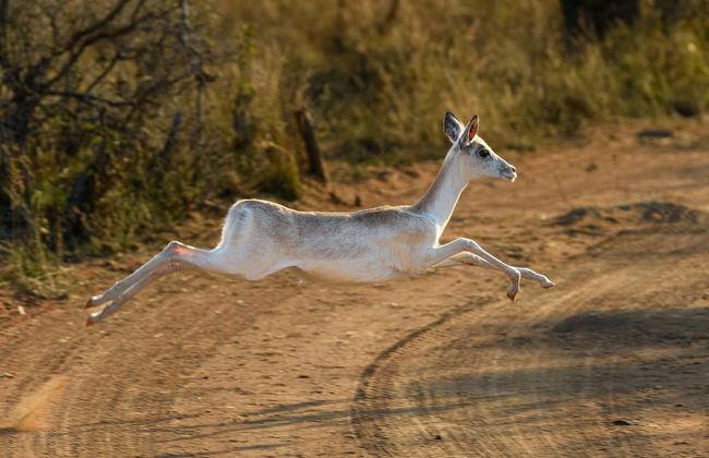 Waterberg Game Park - Photo 45