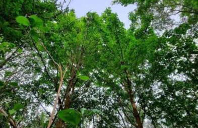 The Singing Heart, TirNaNog Cozy Cottage near Lochgilphead !!HIDDEN GEM!! - Foto 58