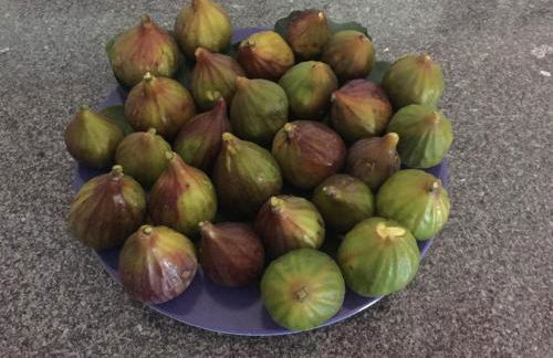 Holiday home Monte das Azinheiras - Foto 36