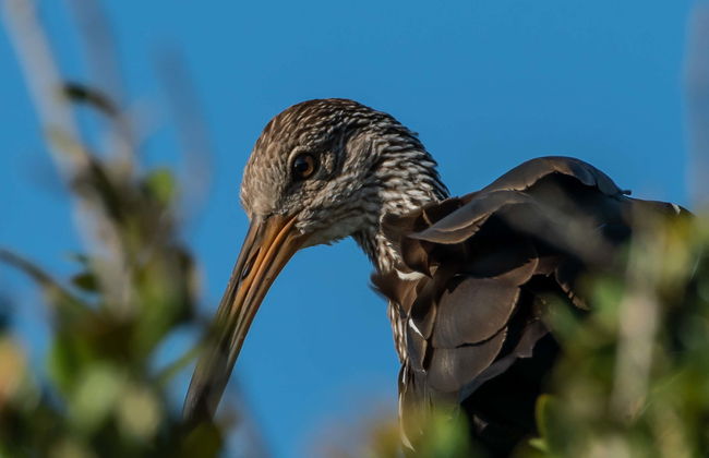 Avistamento de aves saindo de Assunção - Foto 1