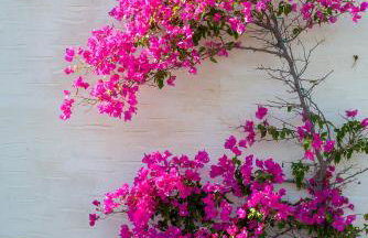 Eklekti House - Foto 28