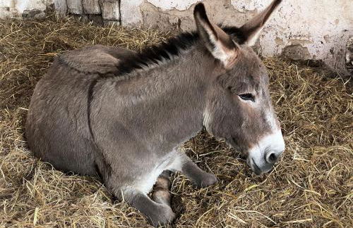 Quinta do Areal - Foto 42