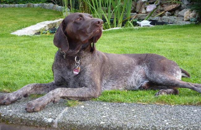 Landhaus Fischer - Foto 45