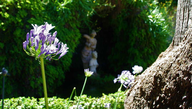 Una azucena en el carmen de los Mártires