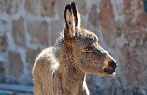 Masseria Le Terrazze di Serranova - Foto 48