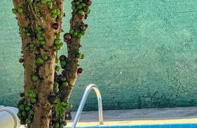 Casa Colonial Caborê - Photo 24