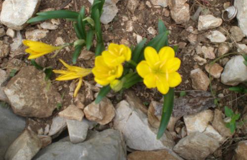 Holiday Home Rubinić - Foto 64