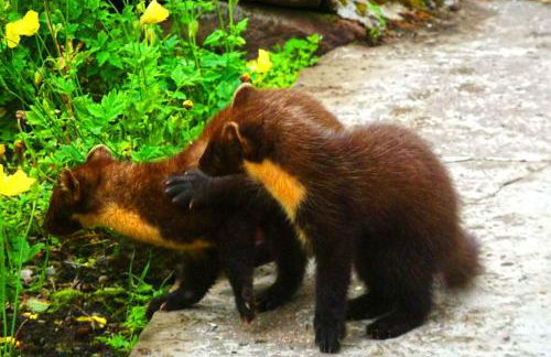 Airdaniar Cottage - Foto 13