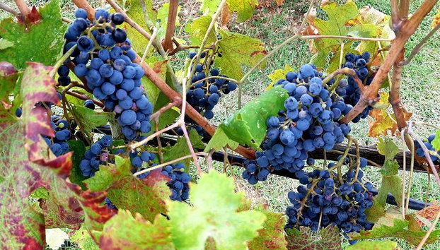 "Ramble Through The Rolling Hills Of Chianti" avec déjeuner et dégustations de vin - Photo 2, (Photo originale de nos circuits)