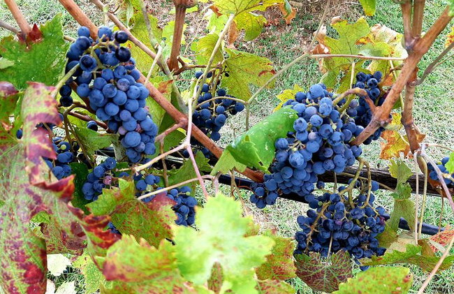 "Recorre las onduladas colinas de Chianti" con almuerzo y degustaciones de vino - Foto 2