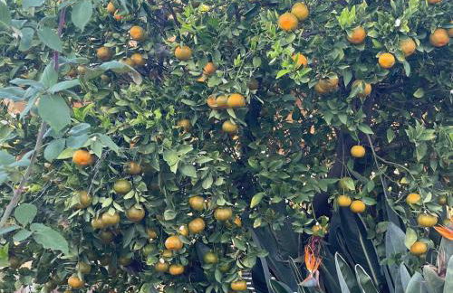 Granada Hills Private Unique Pool Luxury 4BR Family Retreat - Patio, Outdoor Dining, BBQ Grill, & Free Parking - Foto 46