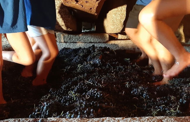 Quinta de Cypriano - Wine & Nature - Foto 50